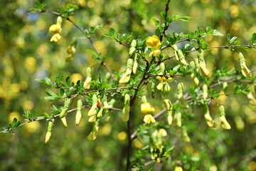 약용식물, 골담초