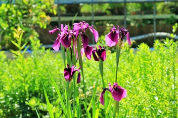 원예식물, 꽃창포