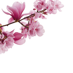 Magnolia Blossoms on Branches With Petals Falling in Spring Season