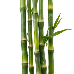 Fresh Green Bamboo Sticks Arranged Together for Decoration or Craft Projects