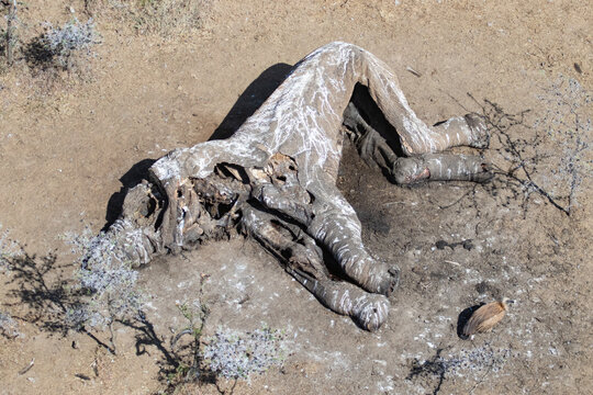Elephant Carcass