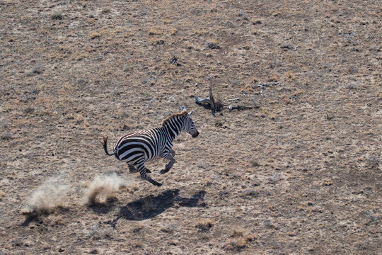 Zebra Galloping