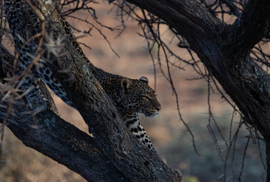 Leopard in a tree