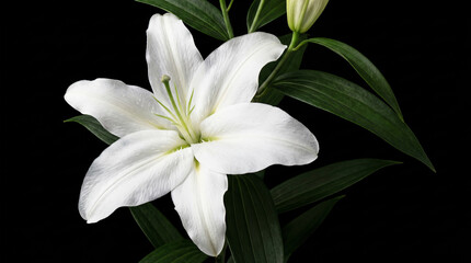 Fototapeta premium Isolated white lily on black background. Springtime