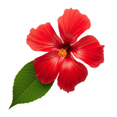 Bright Red Hibiscus Flower Stands out Against a White Background in Daytime Setting