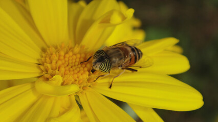 The band-eyed drone fly (Eristalinus taeniops), female feeding on a yellow daisy