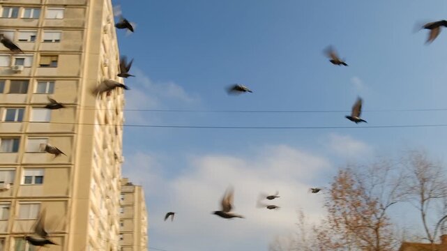 Pigeons flying in the street and stray cats