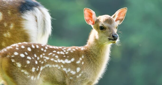 cute fawn in the field
