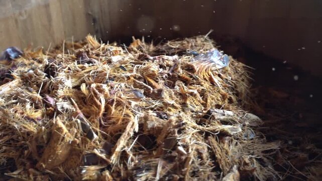 Mezcal fermentation, slow motion