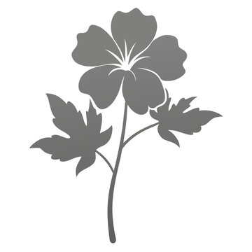 geranium pratense silver queen silhouette on white background 