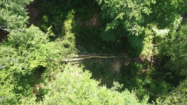 Beech Tree Fork
