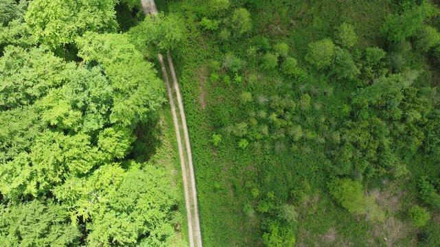 Forestry