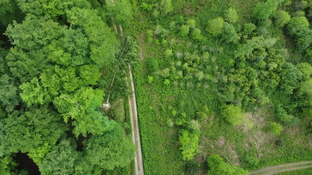 Beech Forestry