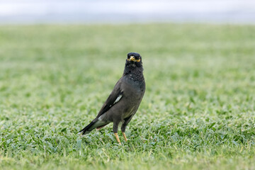 A bird common myna standing on green grass, looking directly at the camera. Wildlife photography for nature book.