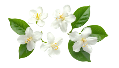 Pristine, close-up botanical illustration of delicate white blossoms with vibrant green leaves