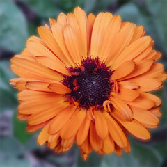 A fully bloomed orange flower wit blur background.