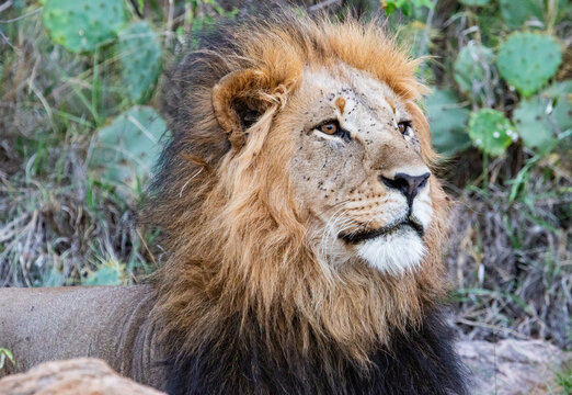 Majestic Lion