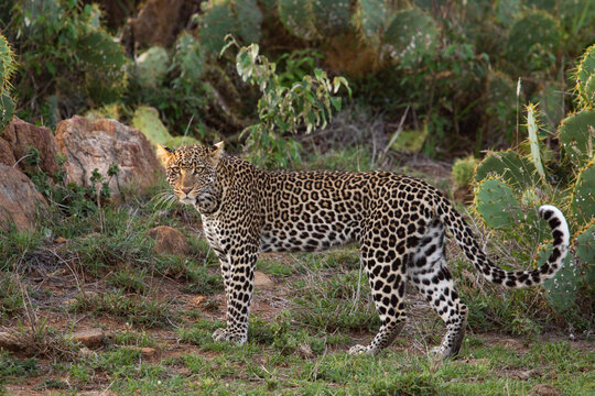 Leopard Kenya