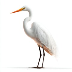 Great Egret Bird Standing Isolated White Background Detailed Feathers Orange Beak Black Legs Natural Wildlife
