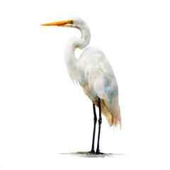 Fototapeta premium Great Egret Bird Standing Isolated White Background Detailed Feather Texture