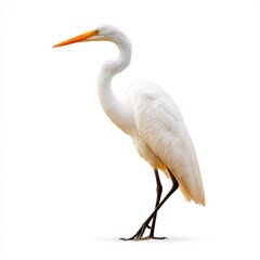 Fototapeta premium Great Egret Bird Standing Profile View White Background Bright Sunlight Elegant Crane Wildlife