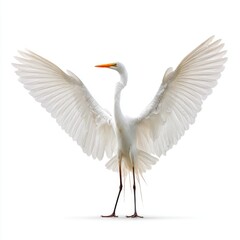Fototapeta premium Great Egret Standing White Background Wings Spread Open Detailed Feathers Bright Orange Beak