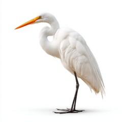 Fototapeta premium Majestic White Great Egret Bird with Orange Beak Stands Proudly Isolated on White Studio Background