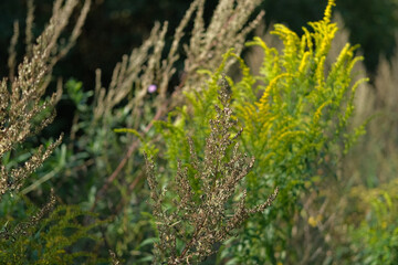 Abstract warm landscape of dry wildflower and grass meadow on warm golden hour sunset or sunrise time. Tranquil autumn fall nature field background. Soft golden hour sunlight panoramic countryside