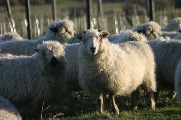 Naklejka premium Fluffy sheep stand closely together in warm sunlight, their thick wool glowing as they graze calmly in a grassy pasture, creating a peaceful rural scene filled with softness and quiet so.