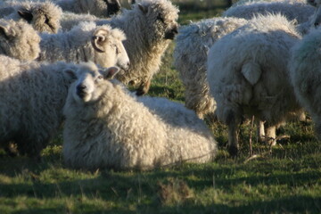 Fototapeta premium Fluffy sheep stand closely together in warm sunlight, their thick wool glowing as they graze calmly in a grassy pasture, creating a peaceful rural scene filled with softness and quiet so.