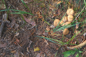 Autumn forest floor with moss texture and mushroom. Autumnal Park. Beautiful fall nature. Mossy Woodland with cones, roots, pine needles. Ecology environment. Climate change. Earth Tones. Green lichen