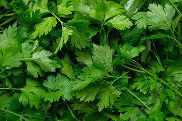 Close up of green parsley background. Fresh parsley leaves backdrop rotating. Organic cultivation. full frame of green parsley leaves spinning in close-up. Ingredients for cooking food. Beauty shot.