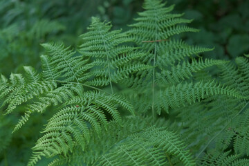 Dark Green Ferns Wallpaper. Wild forest Tropical Leaves Full Frame. Plant Texture. Perfect Natural Young Fern Pattern Background. Moody Feel. Top view. Copy space. Mock Up for Bio, Eco Products Ad