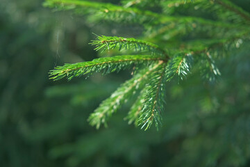 Green Fir Branches and Needles. Spruce Close Up. Evergreen Plant. Fluffy Green Fir Tree. Christmas Wallpaper Concept. Copy Space. Xmas Textured Background. Copy space. Mock Up for Bio, Eco Products Ad