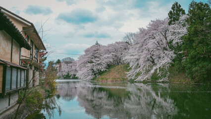 Cherry blossoms in full bloom at Kajo Park, Yamagata Castle