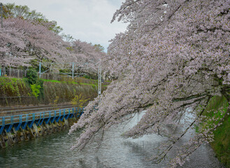 Cherry blossoms in full bloom at Kajo Park, Yamagata Castle