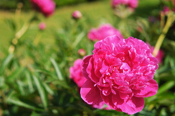 Pink peony growing, blurred leaves background. Gently fresh flower bush. Gardening, landscaping. Plant Nurse Ad. Backdrop for product promote. Flower shop. Green home garden. Landscape design. Path