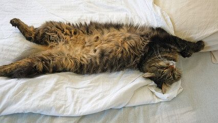 Portrait of Funny Gray Kitten Lying on White Textile. Sleepy Favorite Pet. Copy Space. Young Cat Posing, Stretching enjoy. Happy Little Cat Lovely Resting Pose. Love to Animals. Kitty Close up.