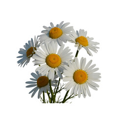 Fototapeta premium A small bouquet of white daisy flowers with bright yellow centers is isolated on a clean transparent background for easy design placement.