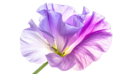 Naklejka premium Delicate purple and white flower with translucent petals, black background
