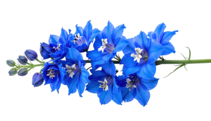 A vibrant sprig with several vibrant blue flowers, a few buds, and green stem