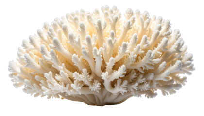 A close-up of a white, intricate coral formation against a stark black background