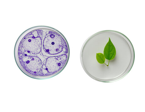 Two petri dishes: one gelatinous sab coated with purple cellular pattern and one clear dish with fresh green plant leaves