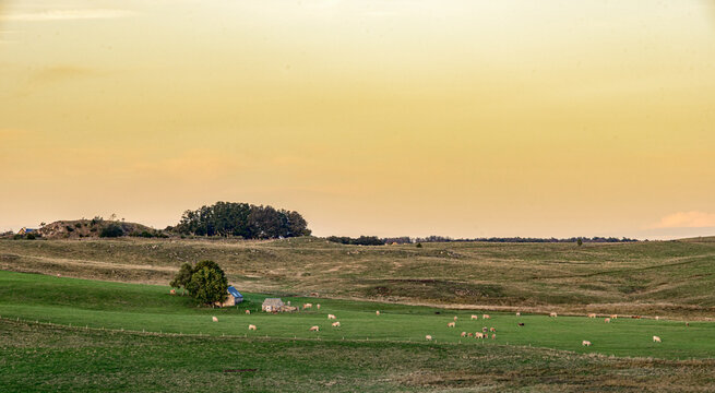 Un matin sur l'Aubrac &agrave; Saint-Urcize, Cantal, France