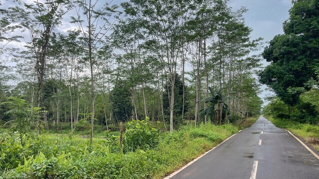 Empty wet asphalt road through tropical forest after rain, strong leading lines and copy space, lush green roadside vegetation and cloudy sky, rural travel nature background.