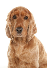 Cocker spaniel dog portrait