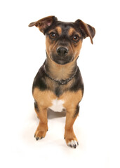 Jack Russell terrier dog on a white background