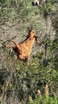 wild goat with long curved horns standing upright while feeding on small Mediterranean shrubs on Caprera Island, Sardinia. The animal calmly eats leaves from the bushes, showcasing natural behavior