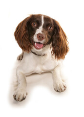 Springer spaniel dog laying in a studio