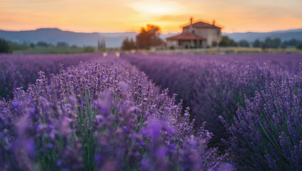 Obraz premium Lavender field at sunset with farmhouse in distance, warm sky and peaceful atmosphere
